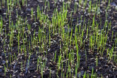 Commercial Grass Seeding in Ventura County, CA