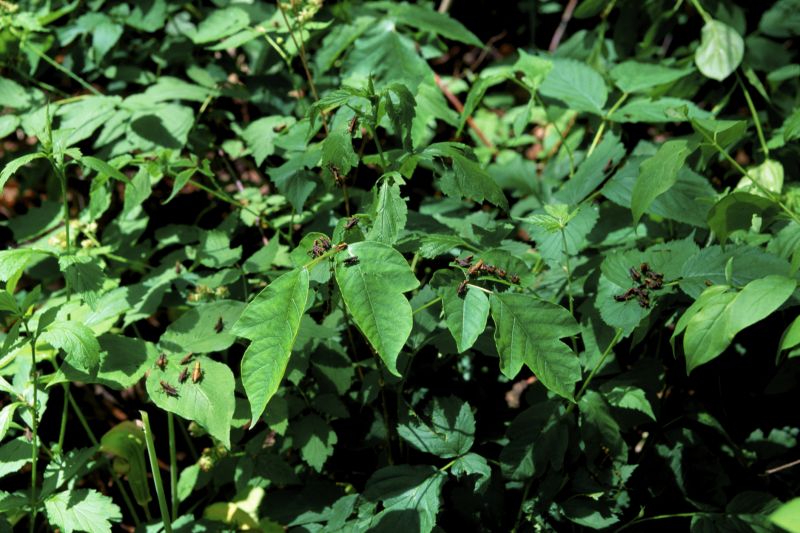 Poison Oak Removal in Montgomery County, PA