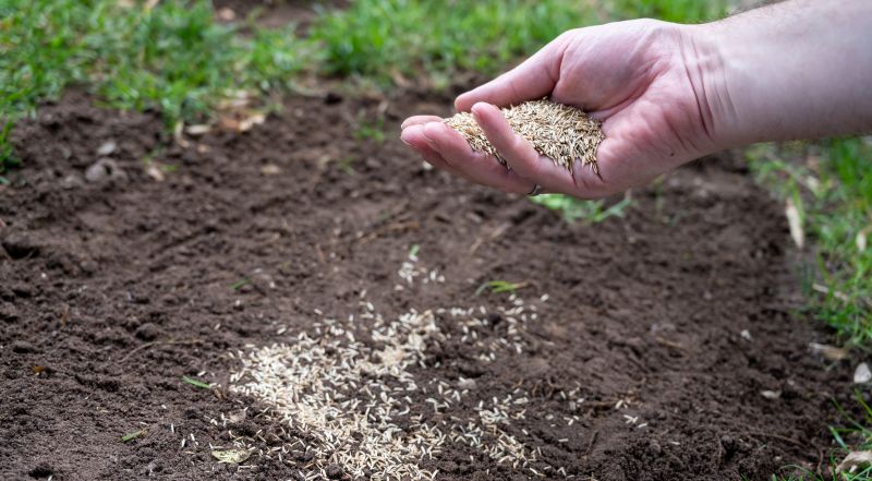 Fall Lawn Seeding in Ventura County, CA