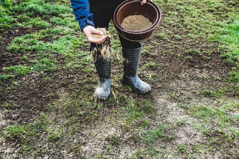 Grass Seed Installation in Ventura County, CA