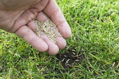 Lawn Reseeding Service in Ventura County, CA