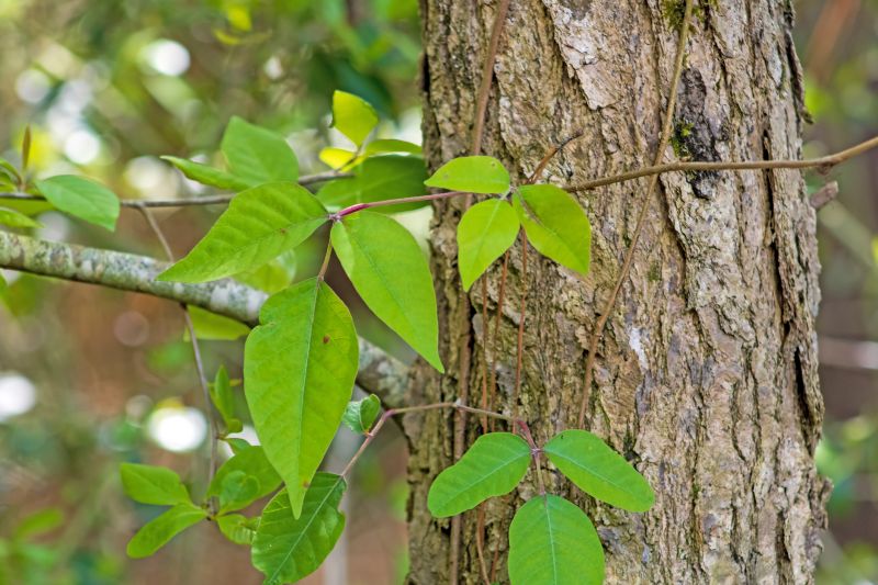 Poison Ivy Removal in West Chester, PA