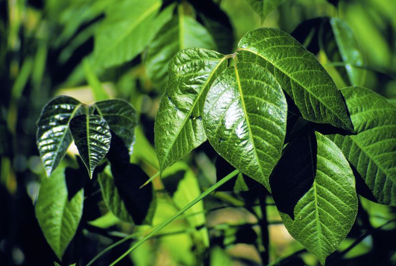 Poison Oak Removal in Burlington County, NJ