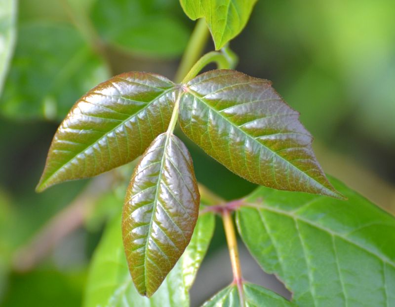 Poison Oak Removal in Delaware County, PA