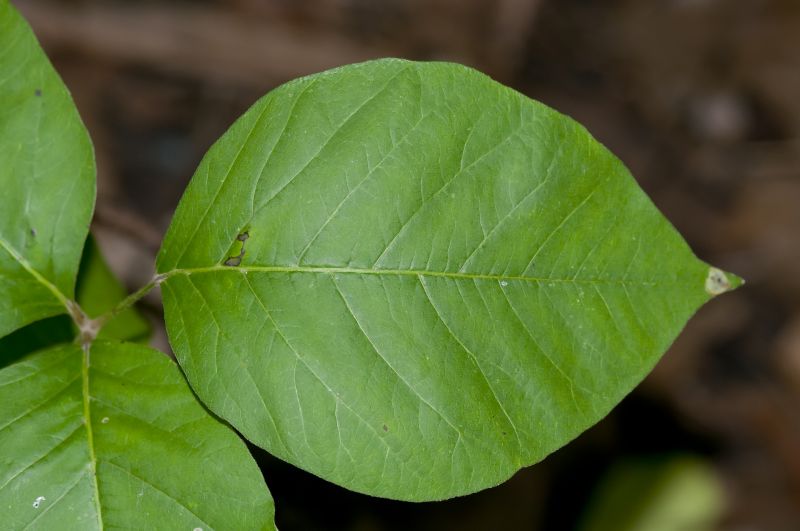 Poison Oak Removal in Montgomery County, PA
