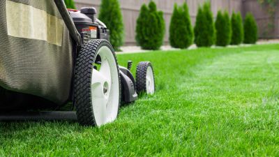 Improve Your Lawn's Appearance!